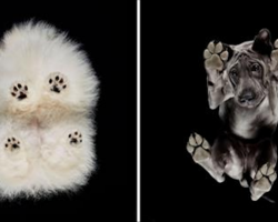 Photographer takes photos of dogs from underneath. The photos are like none I’ve seen before