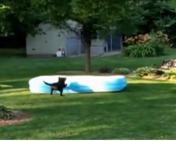 The kids hide under the pool, but what the dog does has everyone laughing!
