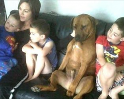 12 Dogs Who Think They Are Human
