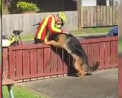 Everyday, mailman gets off his bike and spends a few minutes playing with “misunderstood” dog