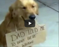 Shoppers See a Dog Alone Outside Target, with the Sign “Waiting”