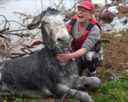 Rescuers save donkey drowning in flood. He can’t help but grin after being rescued!