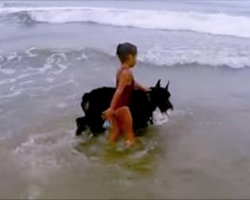 Protective Dog Looks Out For Girl And Keeps Her From Swimming At Dog Beach