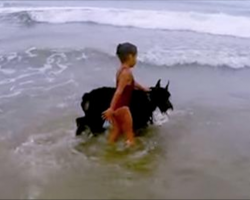 Protective Schnauzer Keeps Girl from Swimming, Dad Can’t Stop Laughing