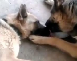 Mama dog just gave birth to puppies. Then Dad showers her with love and affection