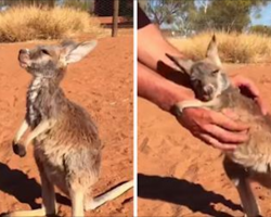 Baby kangaroo loses her mom, refuses to let go of caretaker’s arms