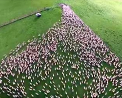 Farmer Takes Mesmerizing Footage Of His Sheep Being Herded By Border Collies