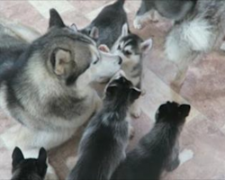 Siberian Husky Dad Adorably Plays With His Puppies For The First Time