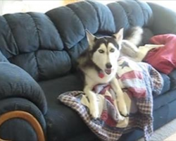 Husky Throws Adorable Tantrum When He Is Interrupted Watching TV