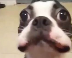 Boston Terrier Hilariously Tries To Avoid Eating Her Vegetables