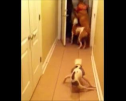 Paralyzed pup hears soldier Dad returning home, can’t wait to surprise him