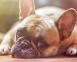 5 Amazing Things Dogs Can Sense About Humans