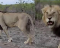 Guy Gets Instant Karma When Teasing A Lion