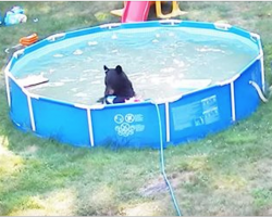 Family spots a bear in their pool but look who else is there as the camera pans out