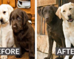 9 adorable before and after pictures of dogs who grew up together