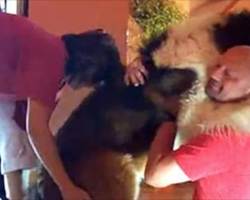 Giant Dog Sneaks Upstairs And Refuses To Go Back Down Without Daddy’s Help