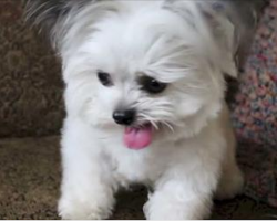 Tiny pup just ate a yummy treat. His reaction to a second one is just too good