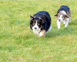 Owner Sees Collies Walking Funny, But When He Sees Their Next Move, He Bursts Out Laughing!