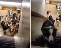 Clever Dogs Wait Patiently For Their Names To Be Called