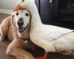 Duck and Dog Are Each Other’s Best Friend