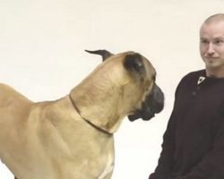 How Dogs React To Human Barking? The Reaction Is Pretty Priceless.