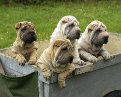 10 Wrinkly Facts About the Shar-Pei