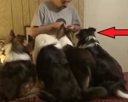 Smart Dog Switches Places in Treat Line to Get Extra