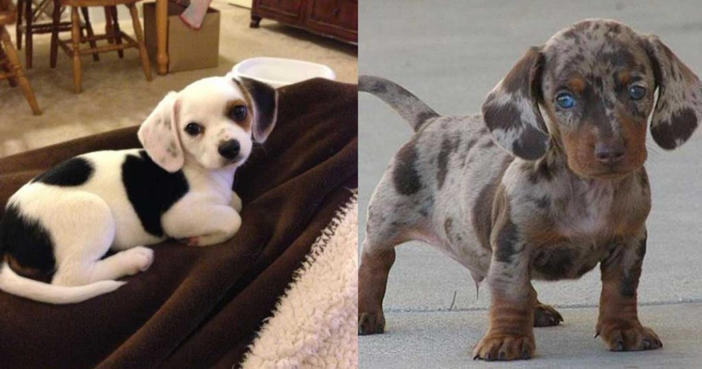 22 unique dog cross breeds you’ve never heard of before