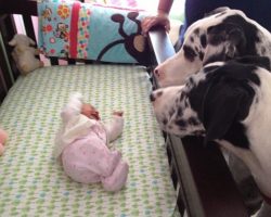Parents Introduce The New Baby To Their Dogs… And Things Don’t Go As Planned