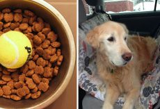 15 brilliant life hacks that every dog owner needs to know