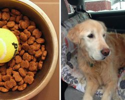 15 brilliant life hacks that every dog owner needs to know