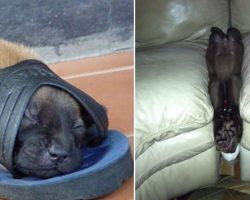 15 times that we caught dogs falling asleep in the funniest of places