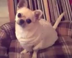 Chihuahua Has The Most Adorable Reaction When Asked If She Wants To Go For A Walk