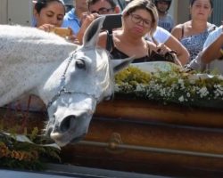 His owner passes away. Then horse smells his presence near his casket, completely loses it