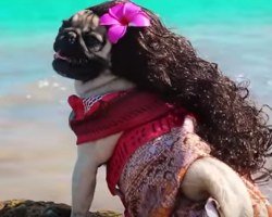 There’s Something Wonderful About A Pug Going Full ‘Moana’