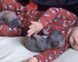 Baby and his puppies are the ultimate nap partners. This is cuteness overload