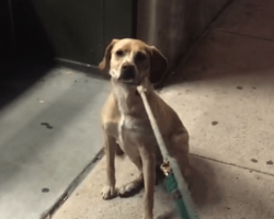 Dog Learns The Pet Store Is Closed For The Night, But She Refuses To Budge