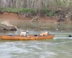 Smart Labrador Retriever Rescues Two Dogs Trapped In Canoe