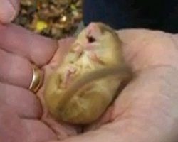 Man Holds A Tiny Sleeping Dormouse Who Snores Adorably