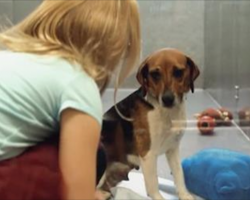 She bends down next to a dog in the shelter. The next part? Oh, my heart!
