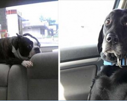 33 Pets Who Just Realized With Horror That They’re Headed To The Vet