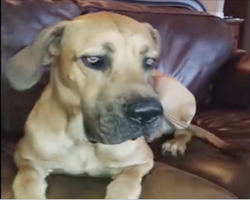 Watch as mom asks the dog what he did with her sandwich