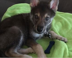 Owners give newly adopted puppy a sibling, take her back to shelter to pick out a best friend