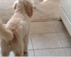 Mom Can’t Find Her Glasses, Then She Notices What Her Dog Has Done and Can’t Stop Laughing
