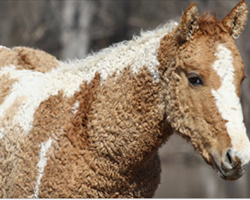 Curly-Haired Horses Are The Most Beautiful Creatures That Almost No One Knows About