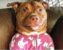 Rescued Pit Bull’s Goofy Grin Wins Him His Mom’s Heart And Fans Across The Globe