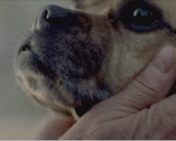 This 1 minute video needs to be seen by all dog lovers