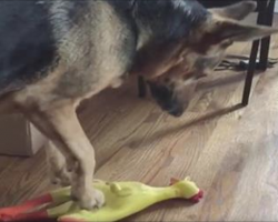 Dog Steps On Rubber Chicken And Hilariously Starts Singing