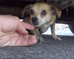 Scared dog hiding under car about to have emotional reunion with owner