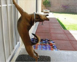 13 pets who hilariously want to be let back inside
